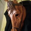 Maschera di Cavallo
